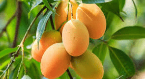 Mangoes